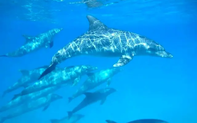 Spinner dolphins swimming near the surface of the Red Sea at Shaab El Erg