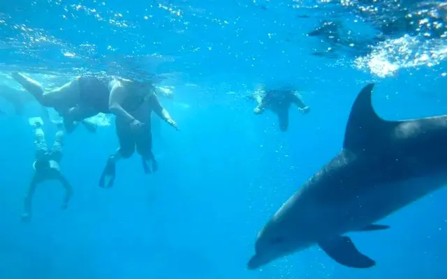 Snorkelers swimming alongside a wild dolphin in the Red Sea near Hurghada
